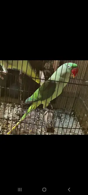 Female Parrot Semi-Tame Breeder Bird for Sale