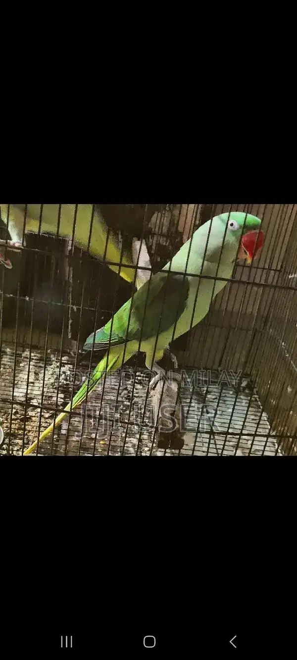 Female Parrot Semi-Tame Breeder Bird for Sale