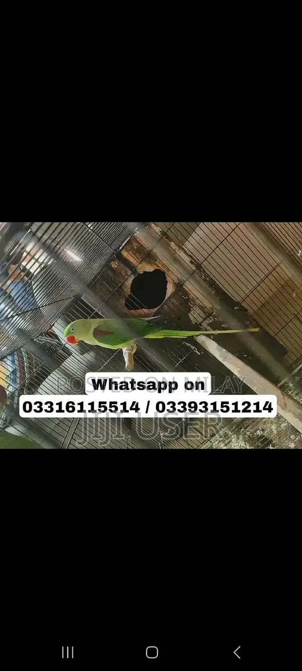 Female Parrot Semi-Tame Breeder Bird for Sale