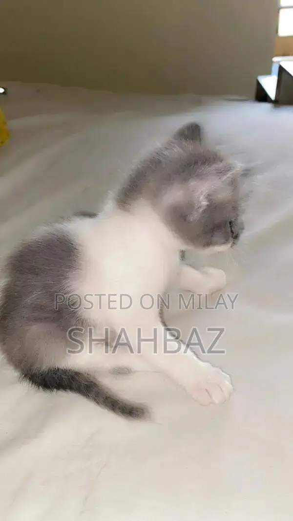 Persian Cats: Adorable Double-Coated Kittens