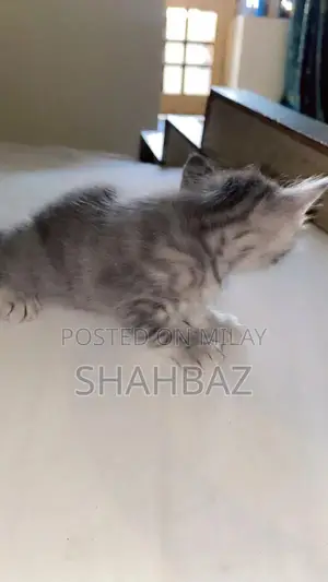 Persian Cats: Adorable Double-Coated Kittens