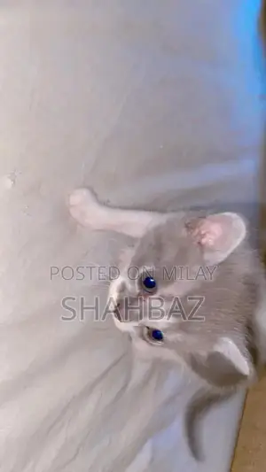 Persian Cats: Adorable Double-Coated Kittens