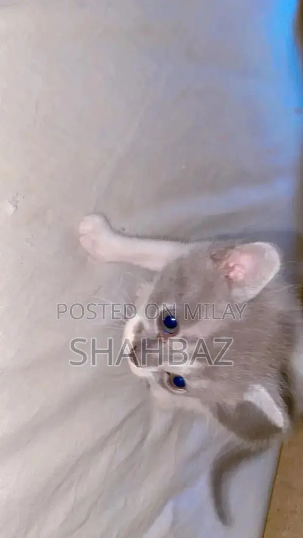 Persian Cats: Adorable Double-Coated Kittens