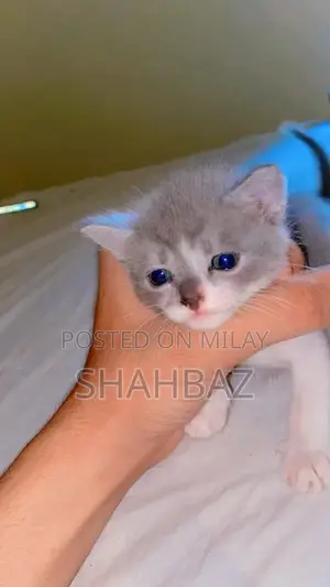 Persian Cats: Adorable Double-Coated Kittens