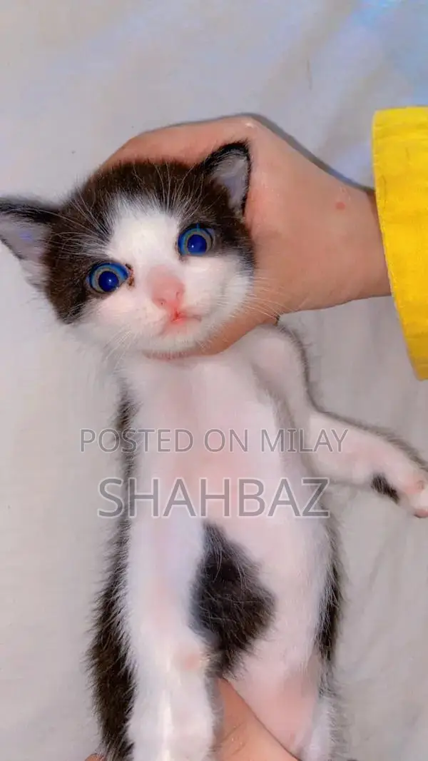 Persian Cats: Adorable Double-Coated Kittens