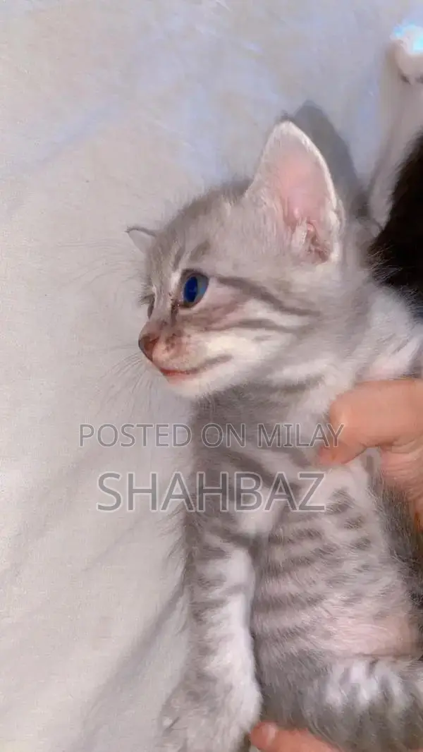 Persian Cats: Adorable Double-Coated Kittens