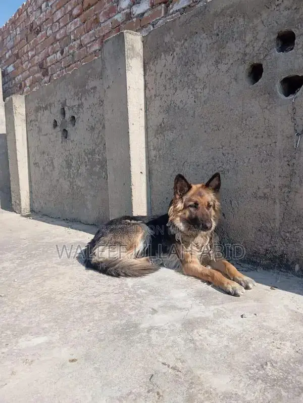 German Shepherd Dog - Purebred Companion with Strong Potential
