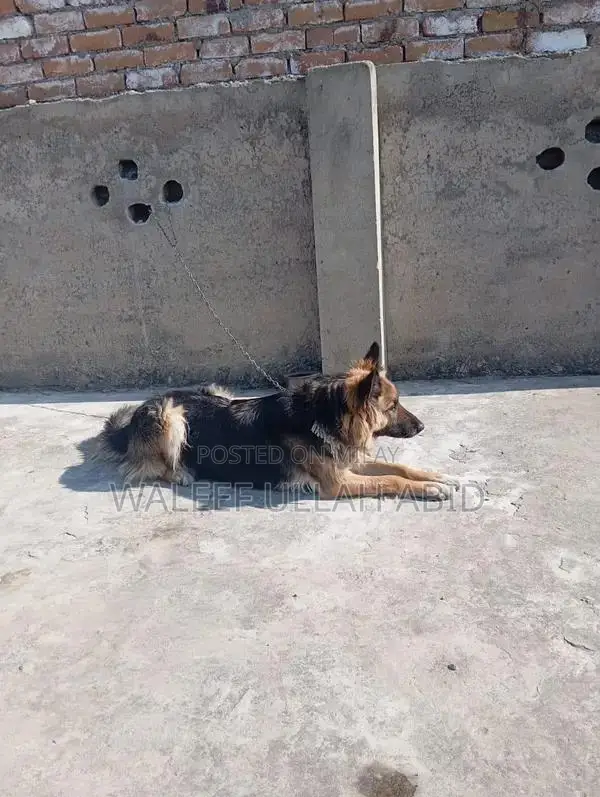 German Shepherd Dog - Purebred Companion with Strong Potential