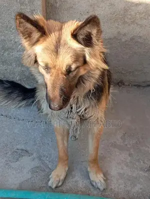 German Shepherd Dog - Purebred Companion with Strong Potential