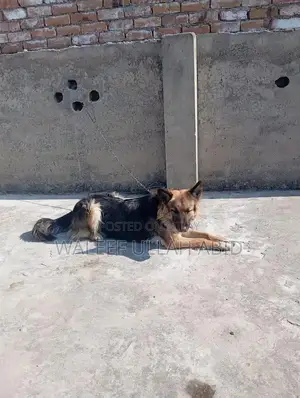 German Shepherd Dog - Purebred Companion with Strong Potential