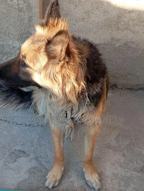 German Shepherd Dog - Purebred Companion with Strong Potential