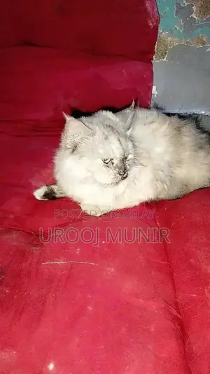 Photo - Persian Female Cat - Friendly Companion for Loving Home