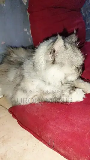 Persian Female Cat - Friendly Companion for Loving Home