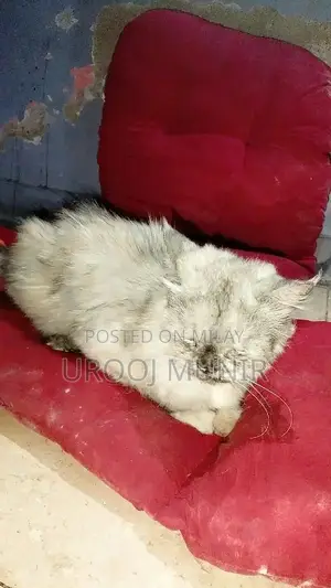 Persian Female Cat - Friendly Companion for Loving Home