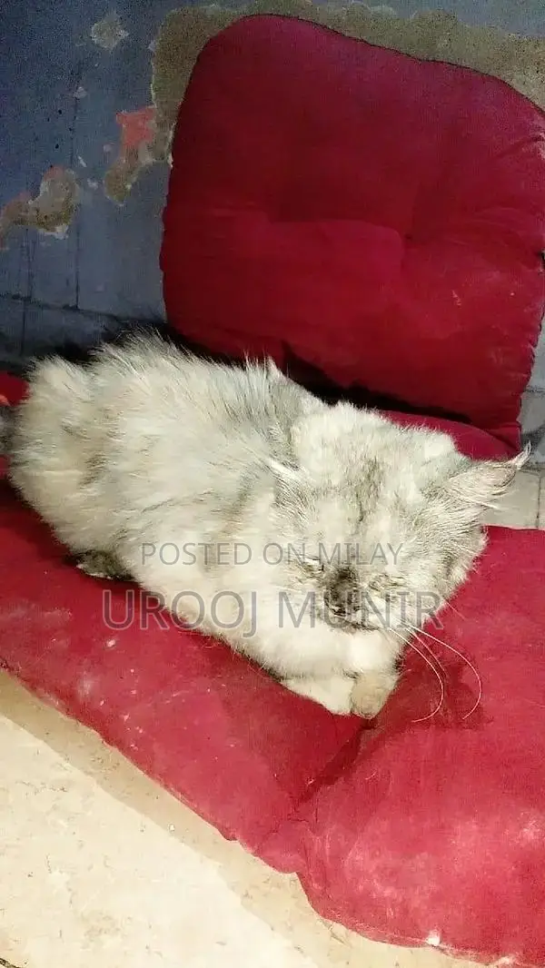 Persian Female Cat - Friendly Companion for Loving Home