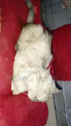 Persian Female Cat - Friendly Companion for Loving Home