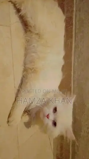 Photo - White Litter Trained Kitten with Blue Eyes