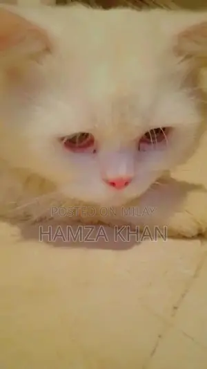 White Litter Trained Kitten with Blue Eyes