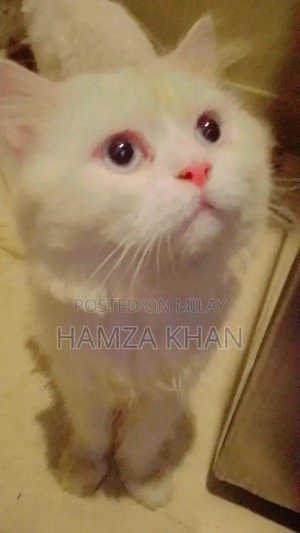 White Litter Trained Kitten with Blue Eyes