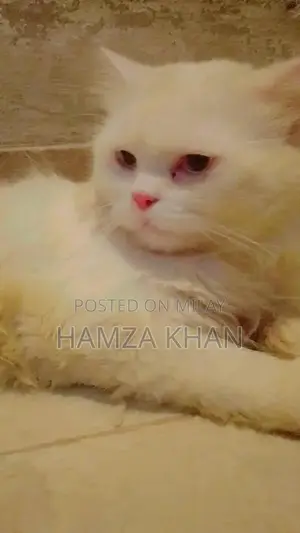 White Litter Trained Kitten with Blue Eyes