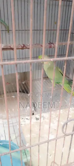 Male Ringneck Parrot - Active and Beautiful Pet Bird