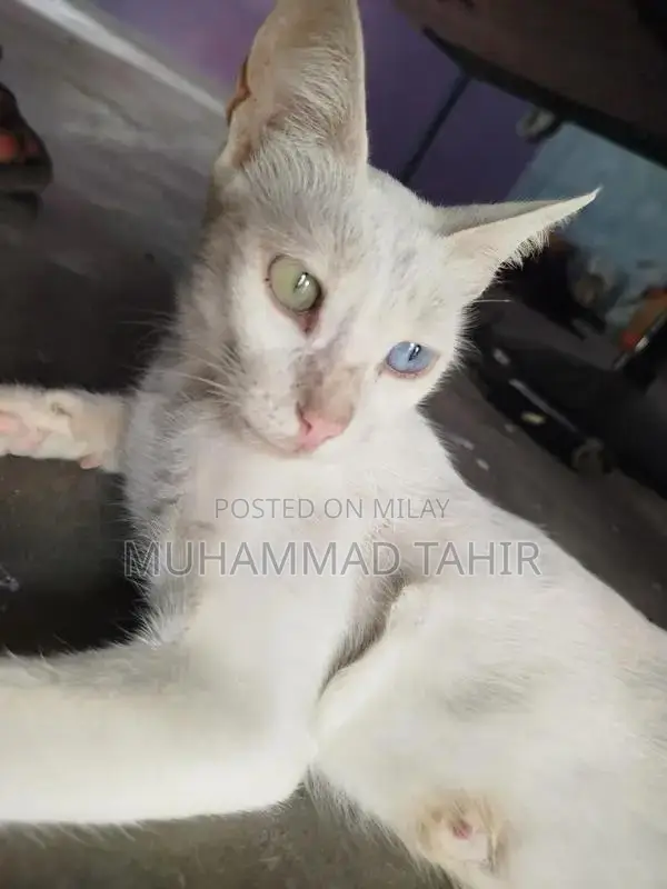 Healthy Domestic Cat - Friendly Companion Pet