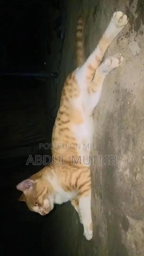 Friendly Cat Available for Loving Home