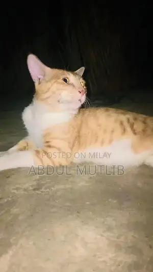 Friendly Cat Available for Loving Home