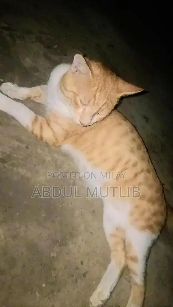 Friendly Cat Available for Loving Home