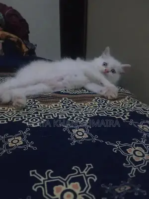 Photo - Purebred Parsan Kitten - White Coat, Blue Eyes, 45 Days Old