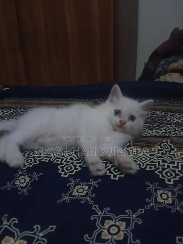 Purebred Parsan Kitten - White Coat, Blue Eyes, 45 Days Old