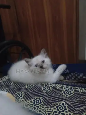 Purebred Parsan Kitten - White Coat, Blue Eyes, 45 Days Old