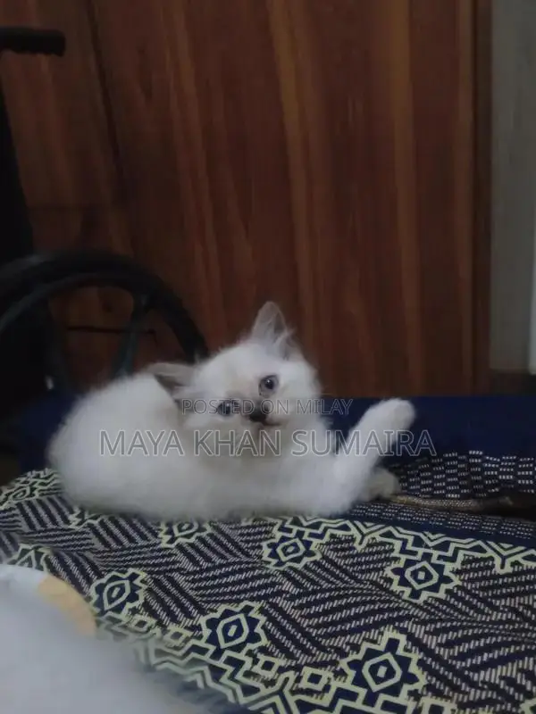 Purebred Parsan Kitten - White Coat, Blue Eyes, 45 Days Old