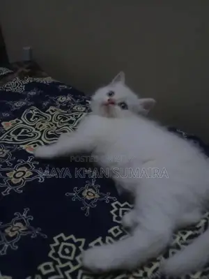 Purebred Parsan Kitten - White Coat, Blue Eyes, 45 Days Old