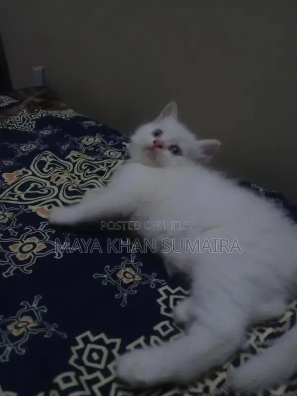 Purebred Parsan Kitten - White Coat, Blue Eyes, 45 Days Old