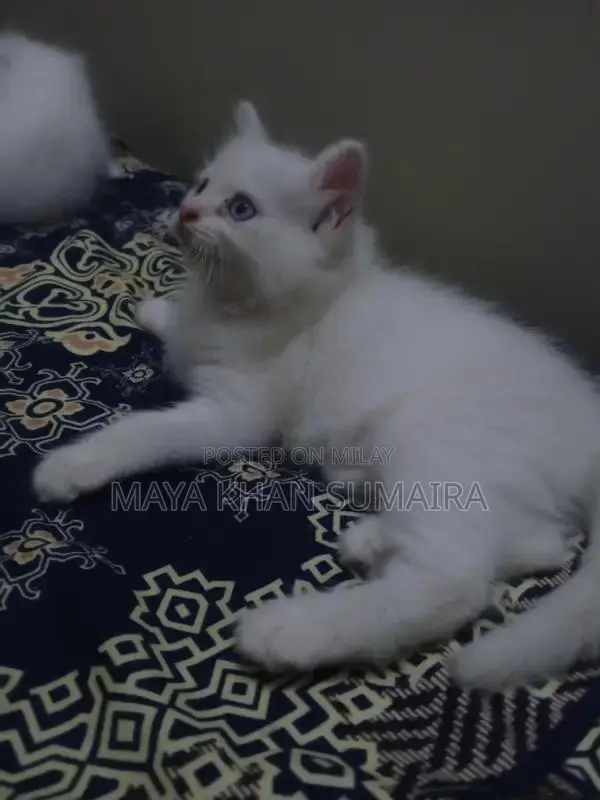 Purebred Parsan Kitten - White Coat, Blue Eyes, 45 Days Old