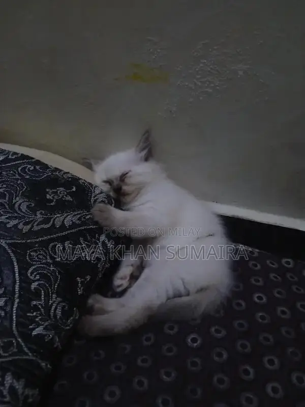 Purebred Parsan Kitten - White Coat, Blue Eyes, 45 Days Old