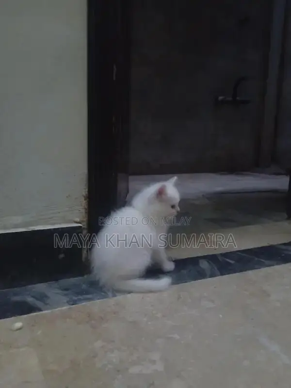 Purebred Parsan Kitten - White Coat, Blue Eyes, 45 Days Old