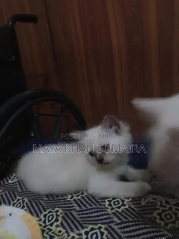 Purebred Parsan Kitten - White Coat, Blue Eyes, 45 Days Old