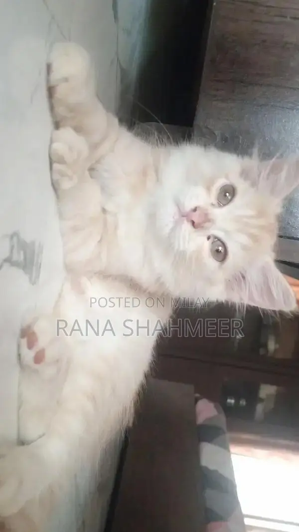 Adorable Baby Cat: Cuddly Companion for Your Home