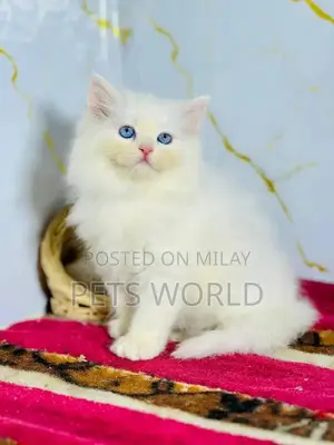 Photo - Persian Cats and Kittens - Adorable Feline Companions