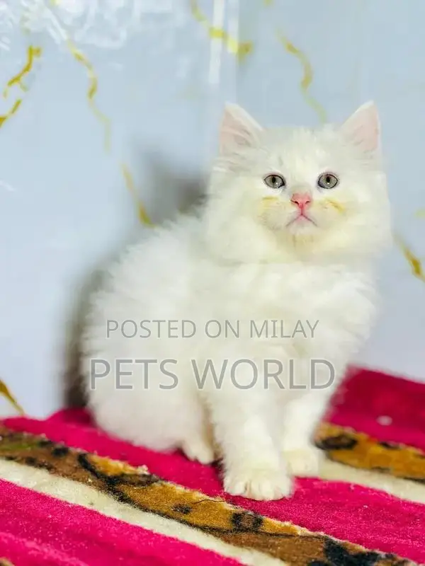 Persian Cats and Kittens - Adorable Feline Companions