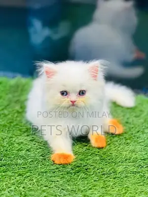 Persian Cats and Kittens - Adorable Feline Companions