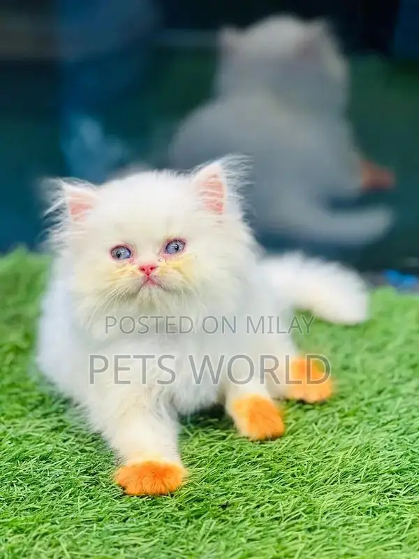 Persian Cats and Kittens - Adorable Feline Companions