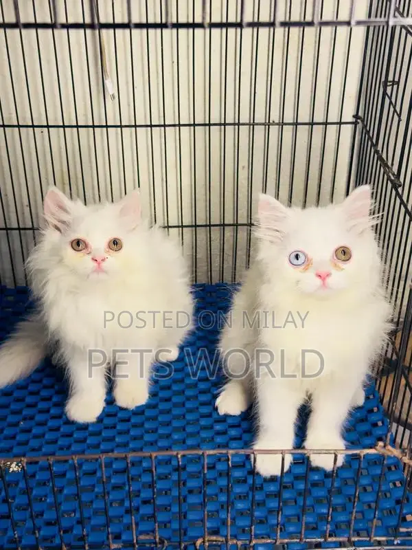 Persian Cats and Kittens - Adorable Feline Companions