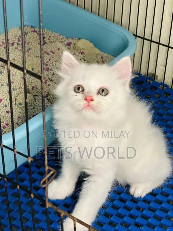 Persian Cats and Kittens - Adorable Feline Companions