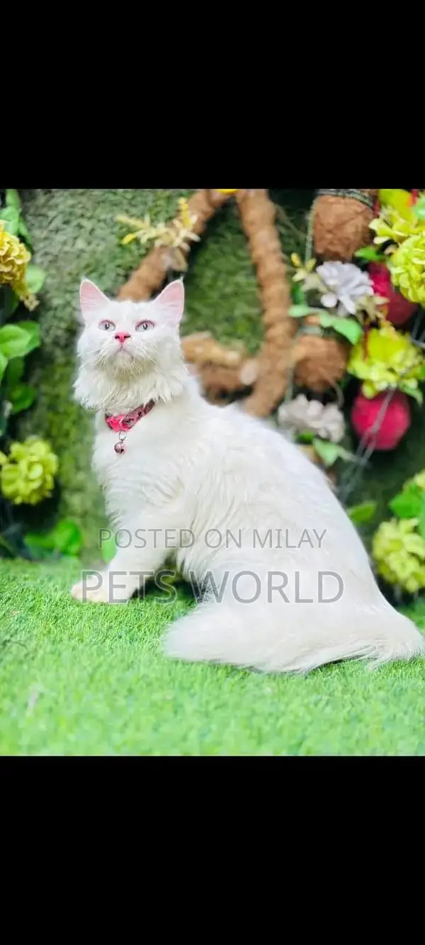 Persian Cats and Kittens - Adorable Feline Companions