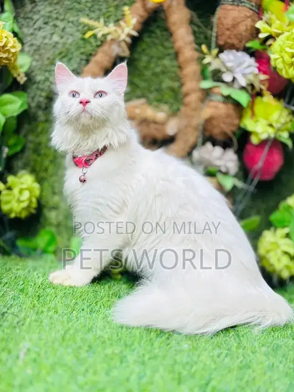 Persian Cats and Kittens - Adorable Feline Companions