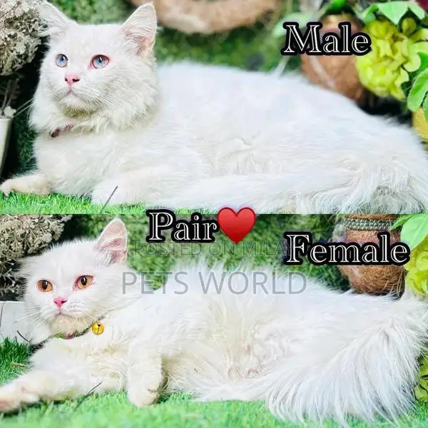 Persian Cats and Kittens - Adorable Feline Companions