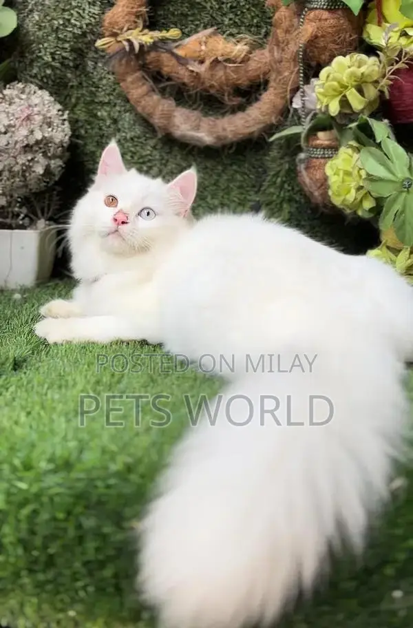 Persian Cats and Kittens - Adorable Feline Companions